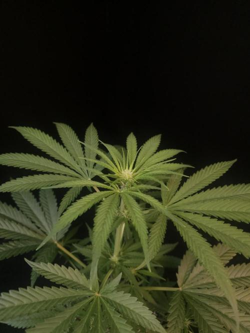 Snow White 2. Week 1