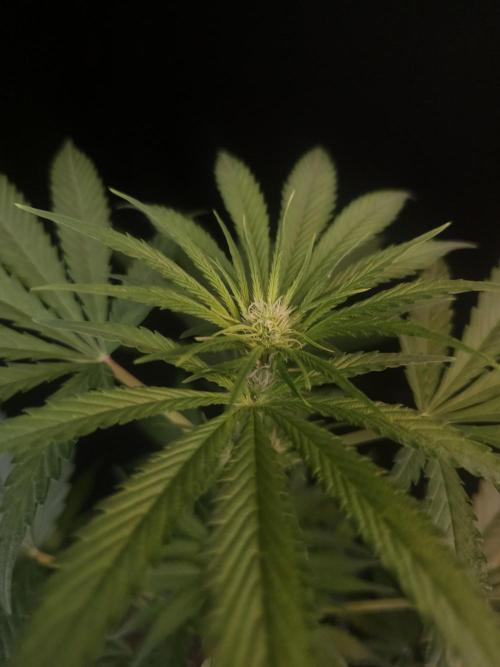 Snow White 2. Week 1