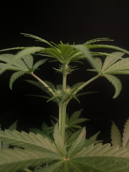 Snow White 2. Week 1