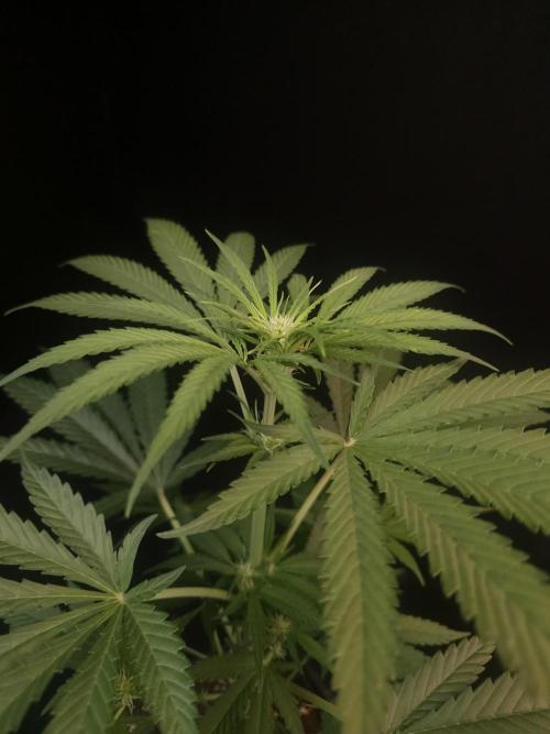 Snow White 2. Week 1