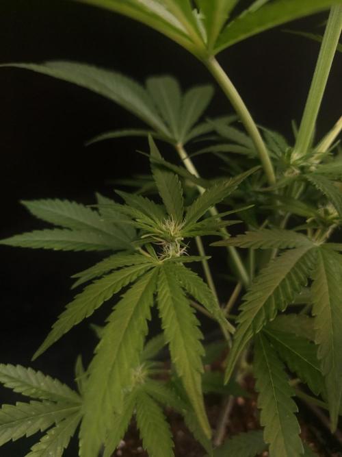 Snow White 2. Week 1