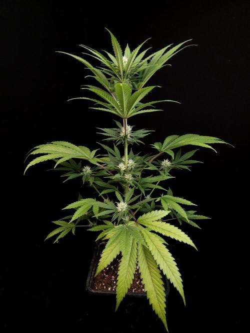 Snow White 2. Week 2