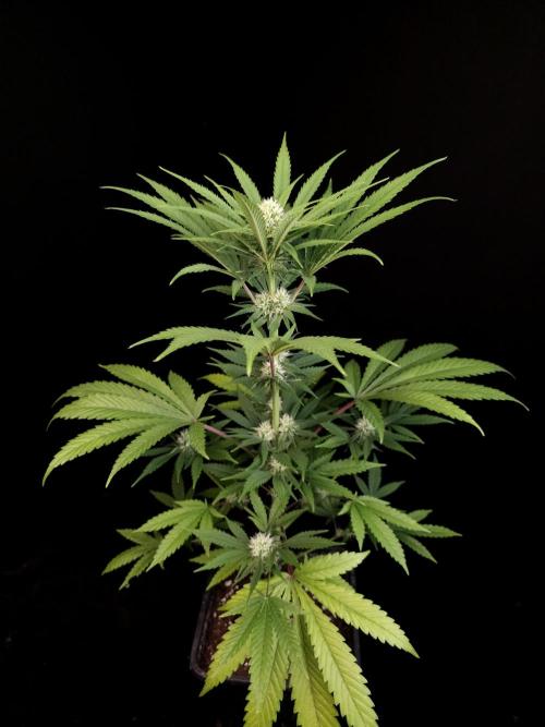 Snow White 2. Week 2