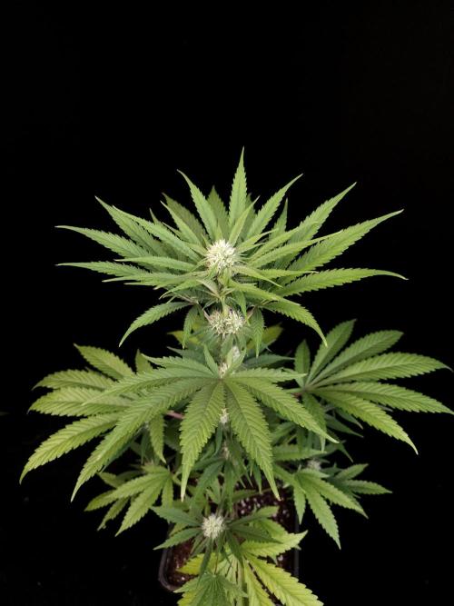 Snow White 2. Week 2
