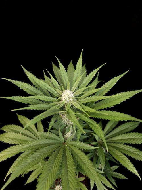 Snow White 2. Week 2