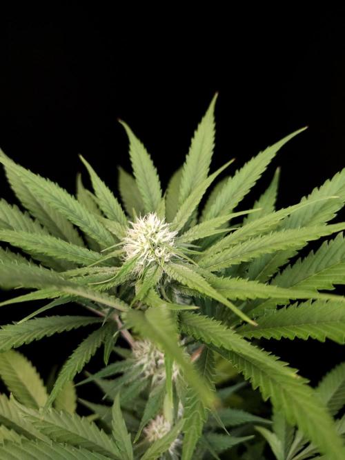Snow White 2. Week 2