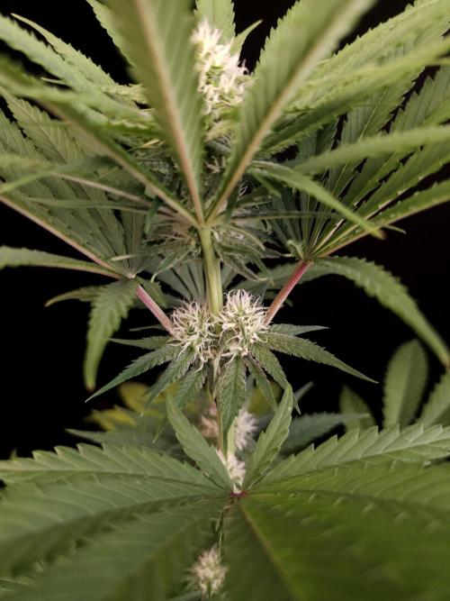 Snow White 2. Week 2
