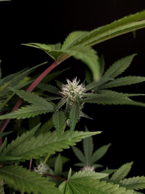 Snow White 2. Week 2