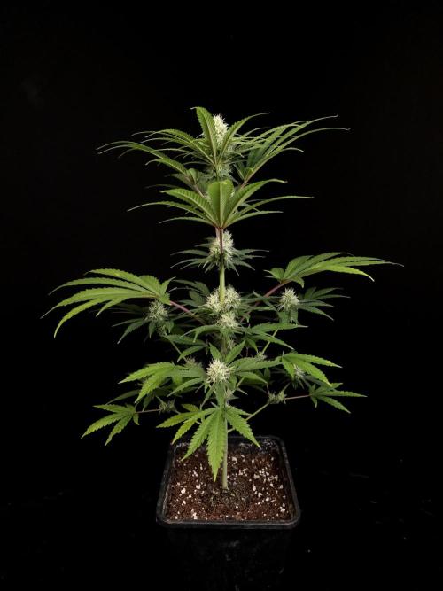 Snow White 2. Week 3
