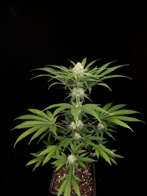 Snow White 2. Week 3
