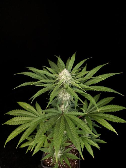 Snow White 2. Week 3