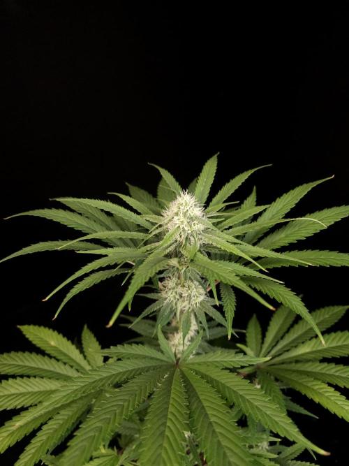Snow White 2. Week 3