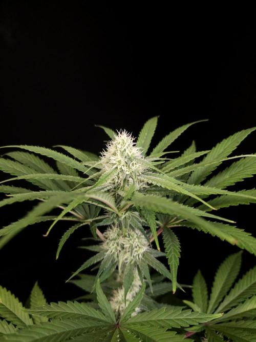 Snow White 2. Week 3