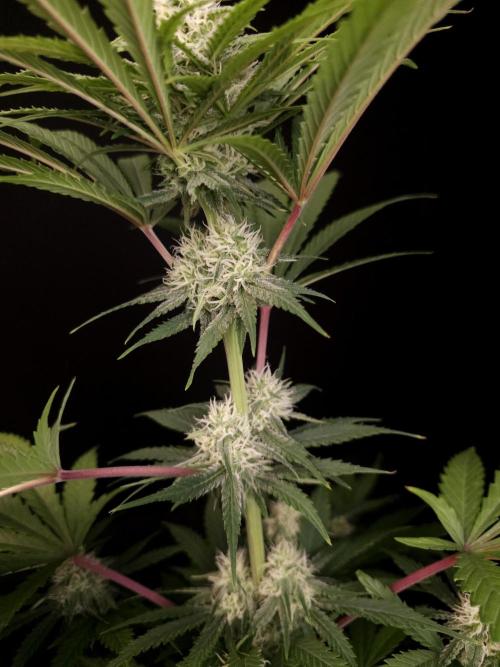 Snow White 2. Week 3