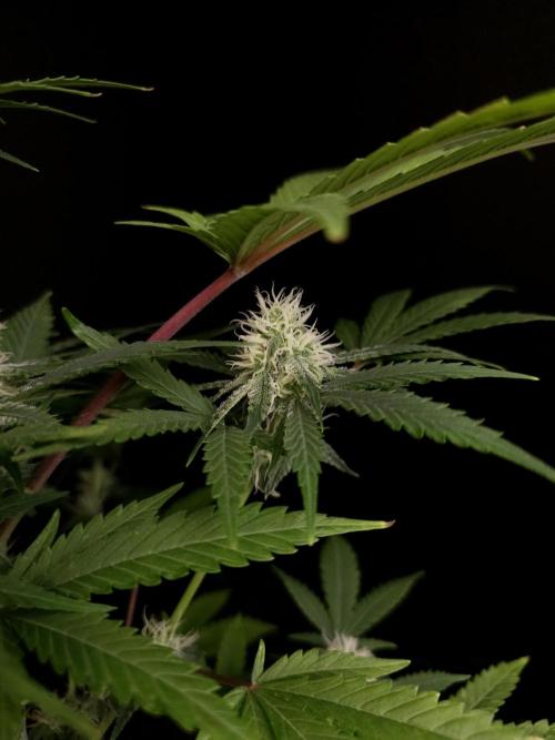Snow White 2. Week 3