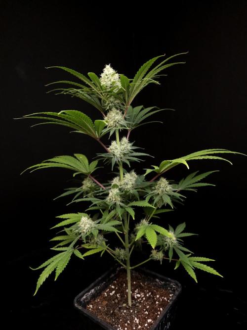 Snow White 2. Week 4