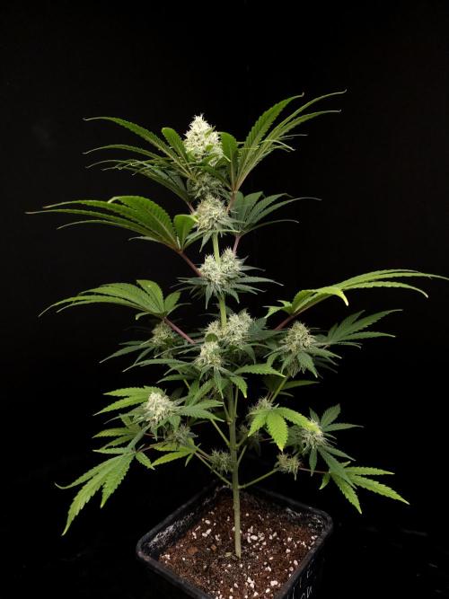 Snow White 2. Week 4
