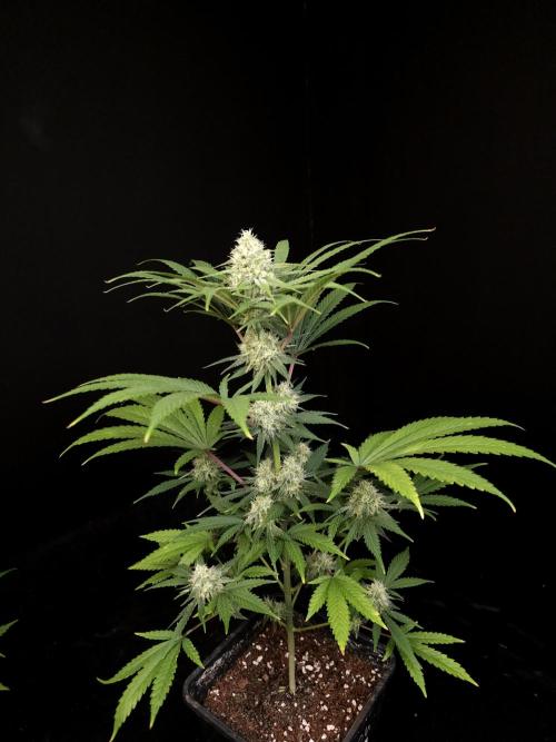 Snow White 2. Week 4
