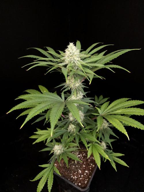 Snow White 2. Week 4