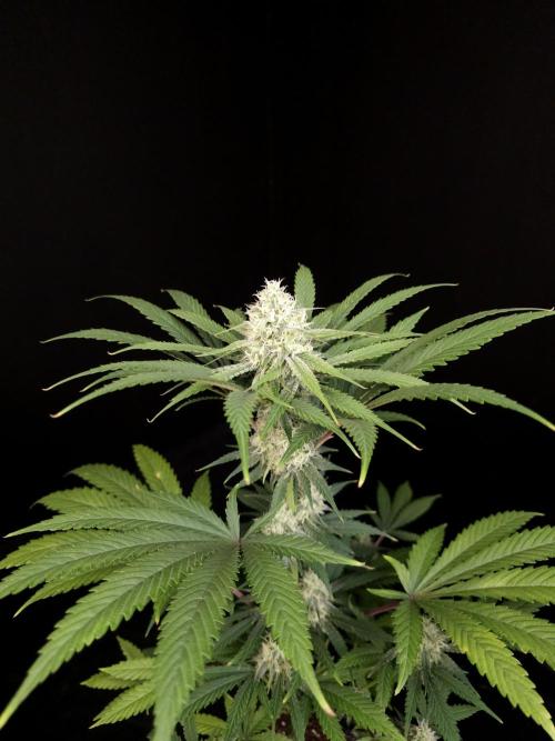 Snow White 2. Week 4