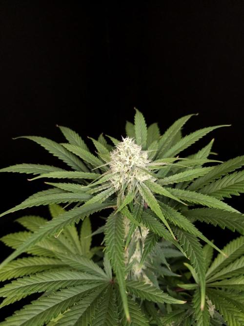 Snow White 2. Week 4