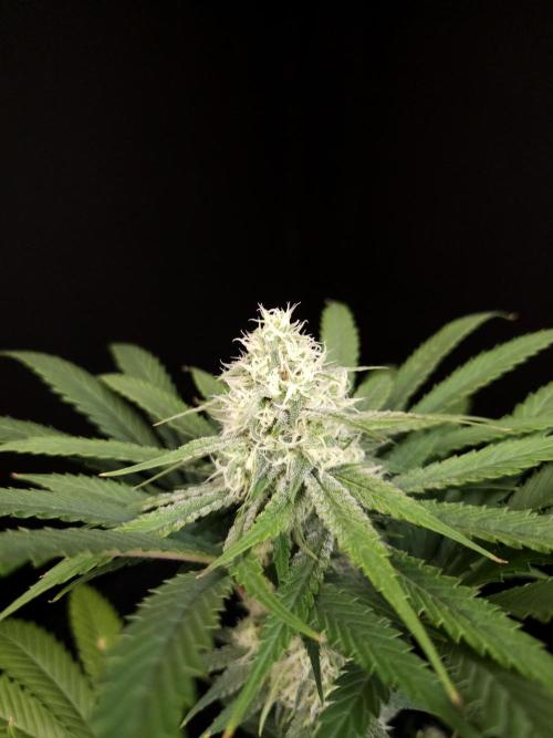 Snow White 2. Week 4