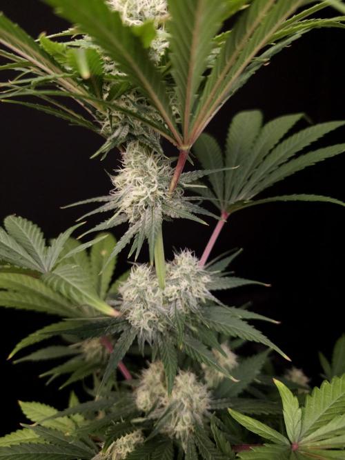 Snow White 2. Week 4