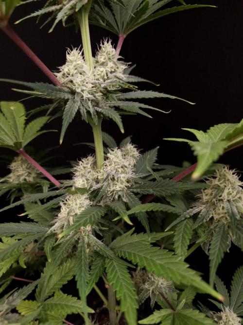 Snow White 2. Week 4
