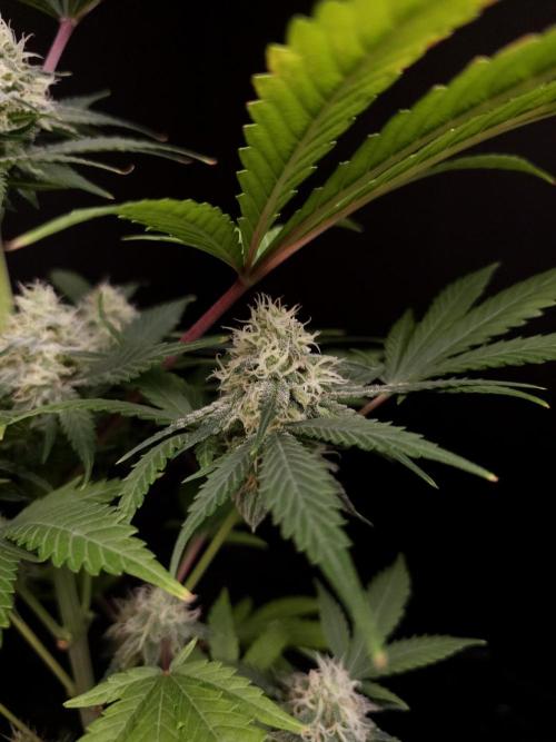 Snow White 2. Week 4