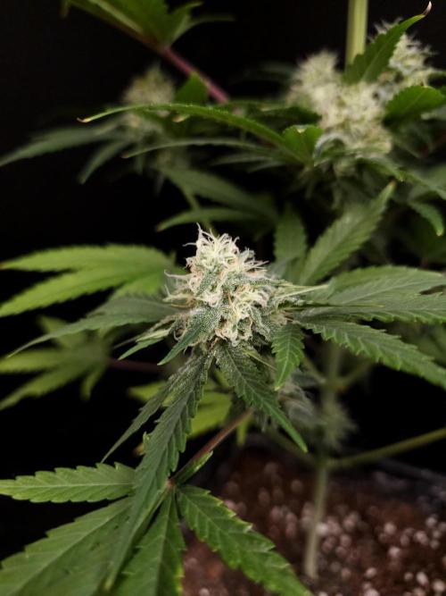 Snow White 2. Week 4