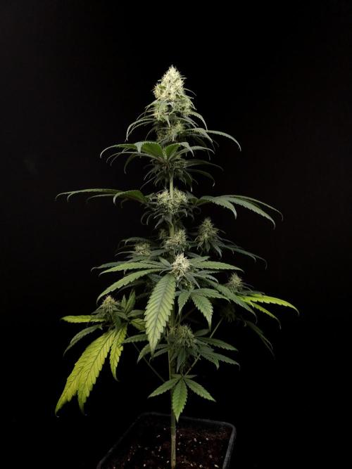 Snow White 2. Week 5