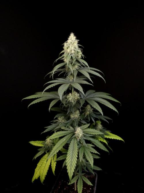Snow White 2. Week 5