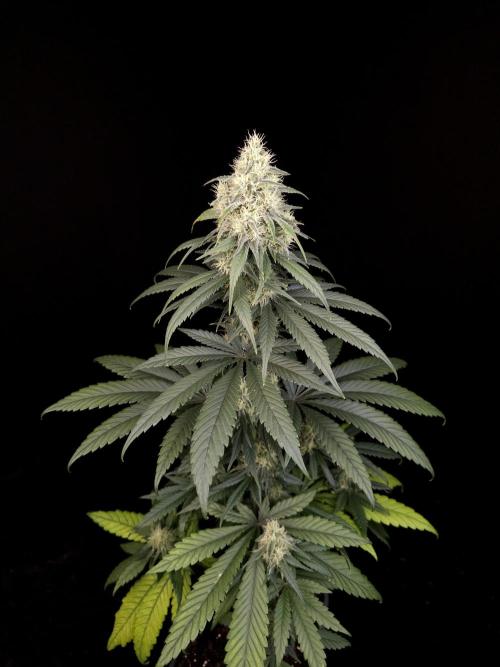 Snow White 2. Week 5