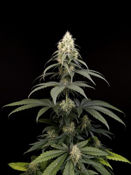 Snow White 2. Week 5