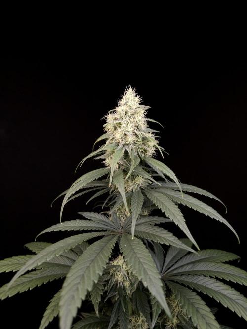 Snow White 2. Week 5