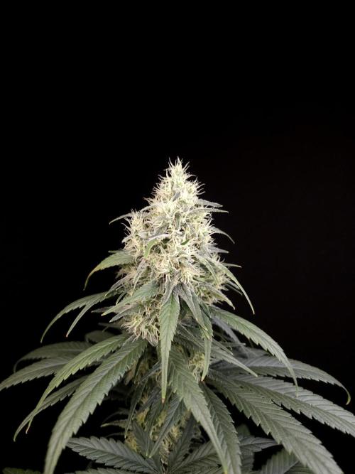 Snow White 2. Week 5