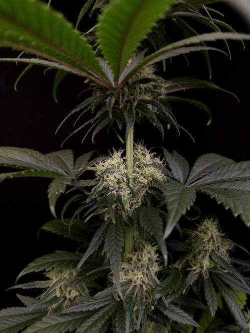 Snow White 2. Week 5