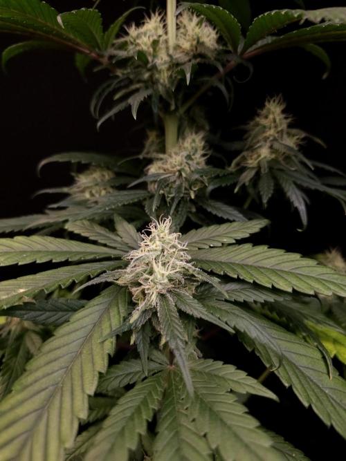 Snow White 2. Week 5