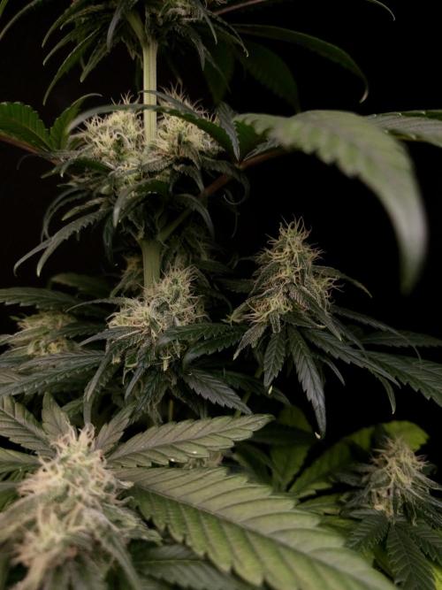 Snow White 2. Week 5