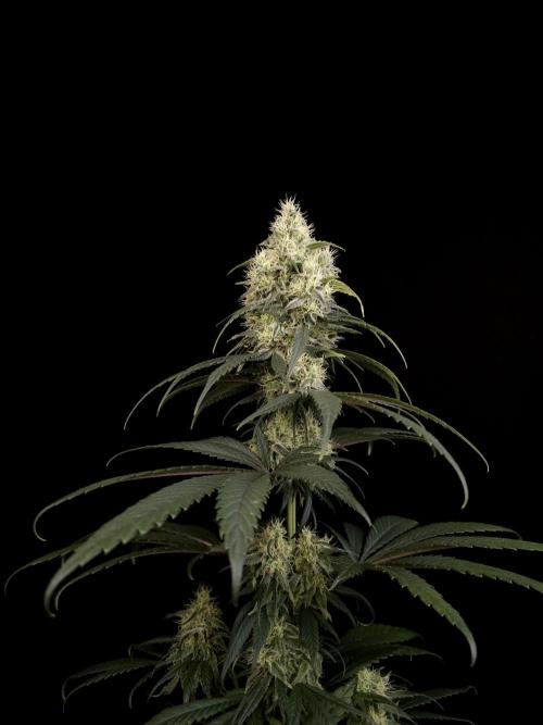 Snow White 2. Week 5