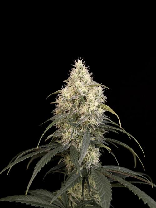 Snow White 2. Week 5