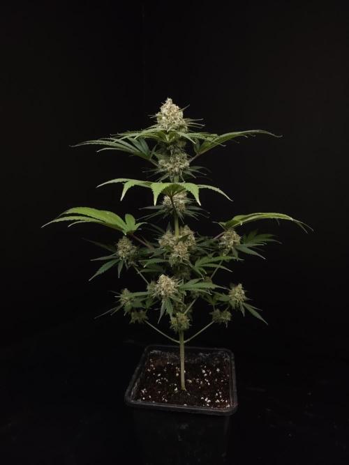 Snow White 2. Week 6