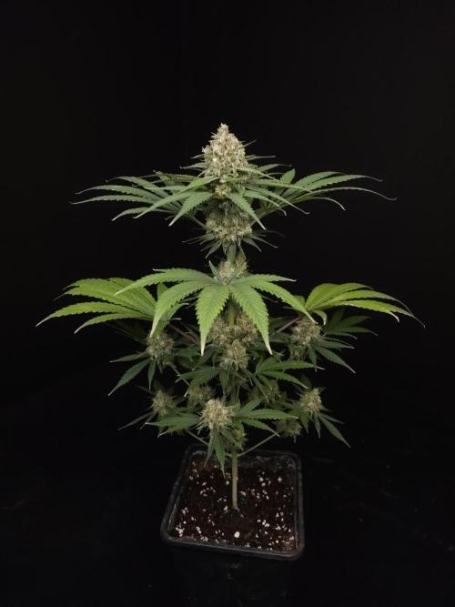 Snow White 2. Week 6
