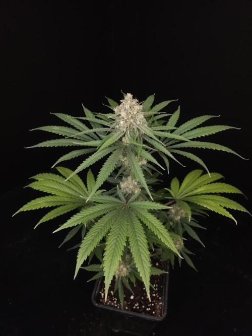 Snow White 2. Week 6