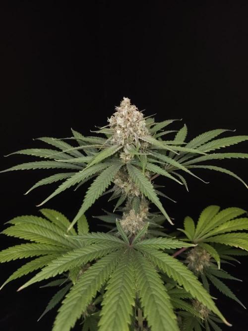 Snow White 2. Week 6