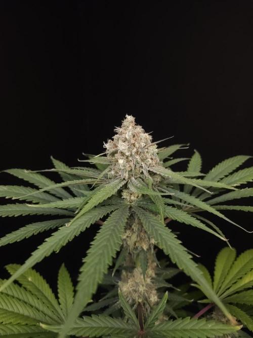 Snow White 2. Week 6