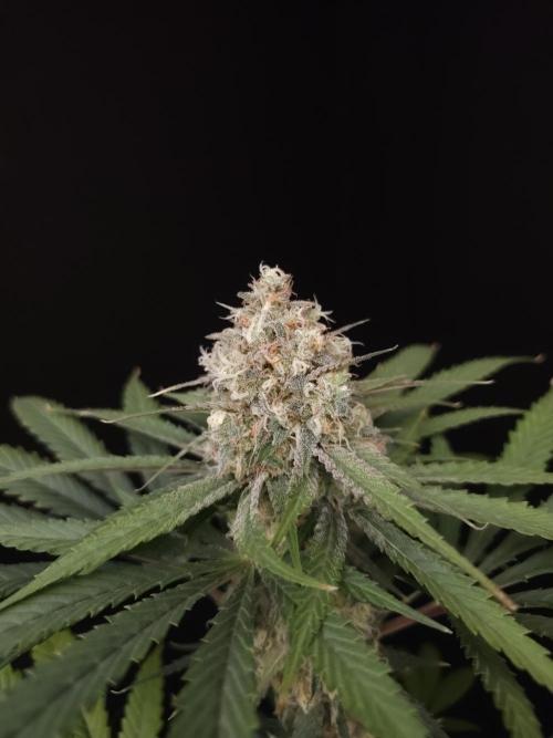 Snow White 2. Week 6
