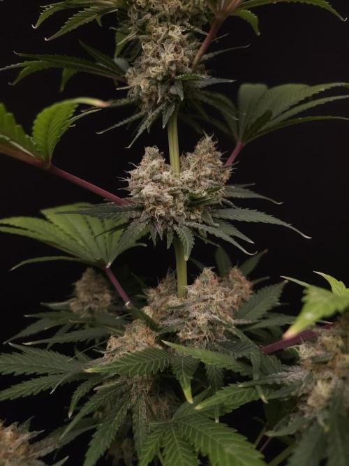 Snow White 2. Week 6
