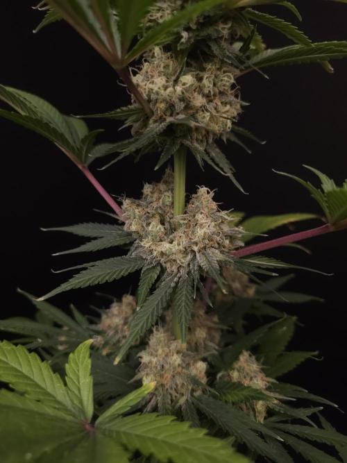 Snow White 2. Week 6