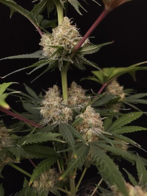 Snow White 2. Week 6